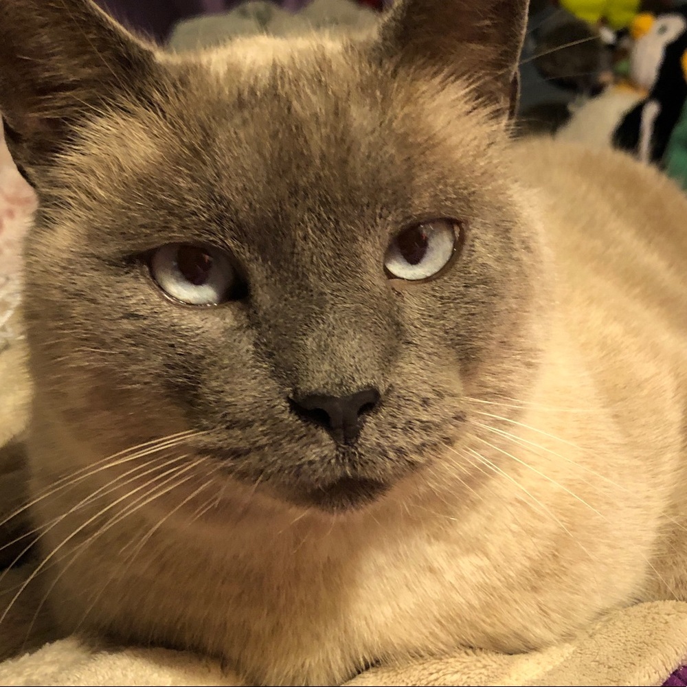 Meet your Posher, Mia